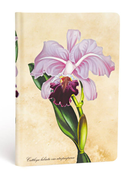 Бразильская орхидея